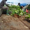 cocoa seedlings for ffs planting